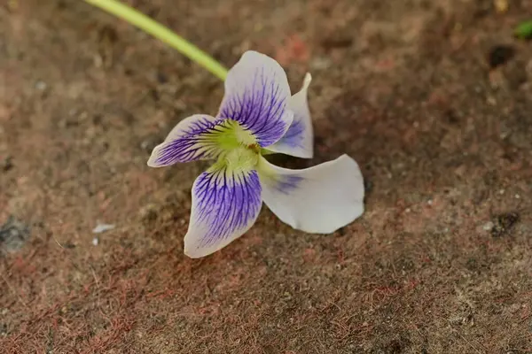 Topraktaki güzel mor çiçekler 