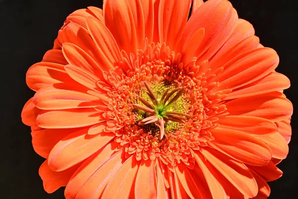 Siyah arkaplanda kırmızı gerbera çiçeği 