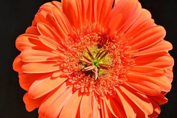 Siyah arkaplanda kırmızı gerbera çiçeği 