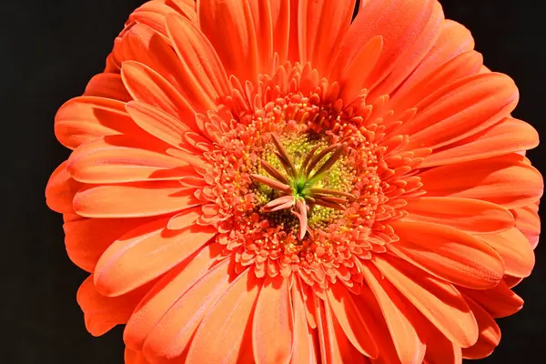 Siyah arkaplanda kırmızı gerbera çiçeği 