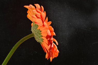 Siyah arkaplanda kırmızı gerbera çiçeği 