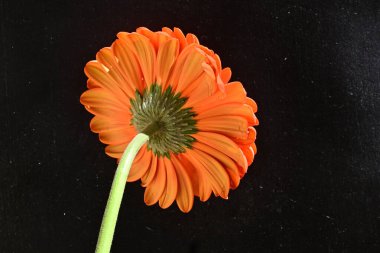 Siyah arkaplanda kırmızı gerbera çiçeği 