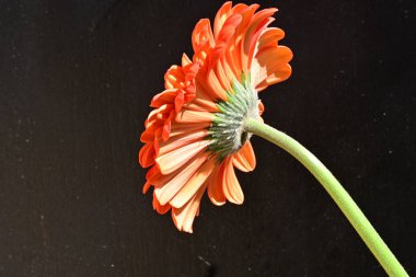 Siyah arkaplanda kırmızı gerbera çiçeği 