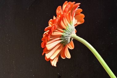 Siyah arkaplanda kırmızı gerbera çiçeği 