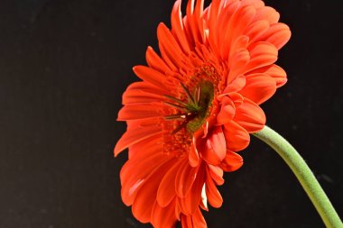 Siyah arkaplanda kırmızı gerbera çiçeği 