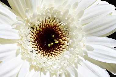 Siyah arkaplanda beyaz Gerbera çiçekleri