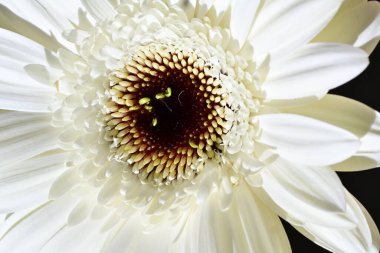 Siyah arkaplanda beyaz Gerbera çiçekleri