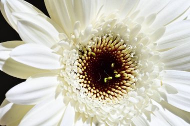 Siyah arkaplanda beyaz Gerbera çiçekleri