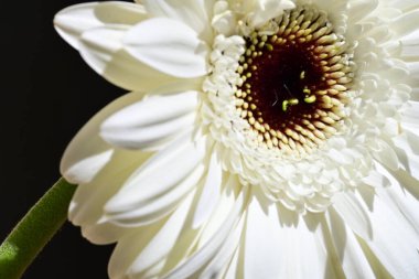 Siyah arkaplanda beyaz Gerbera çiçekleri
