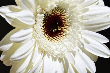 Siyah arkaplanda beyaz Gerbera çiçekleri