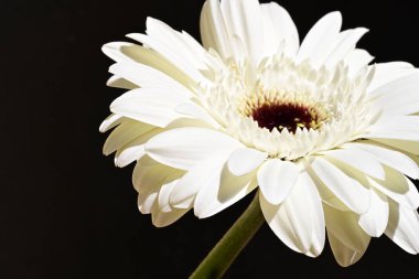 Siyah arkaplanda beyaz Gerbera çiçekleri