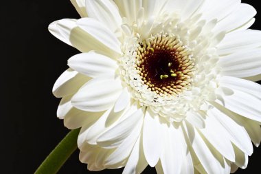 Güzel Gerbera çiçeği siyah arka planda, yakın plan