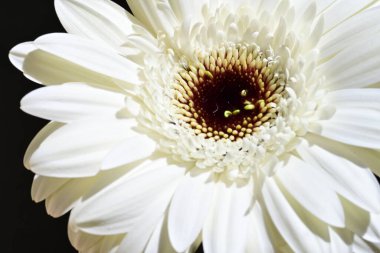 Güzel Gerbera çiçeği siyah arka planda, yakın plan