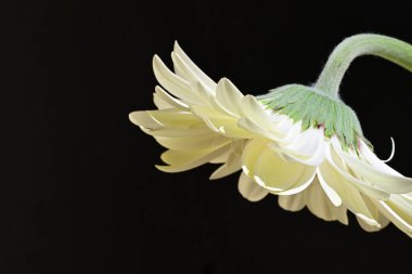 Güzel Gerbera çiçeği siyah arka planda, yakın plan