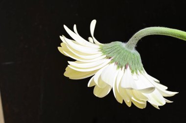 Güzel Gerbera çiçeği siyah arka planda, yakın plan