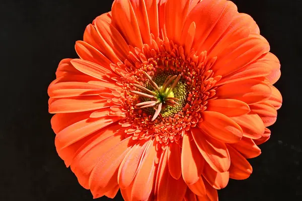 Siyah arkaplanda kırmızı gerbera çiçeği 