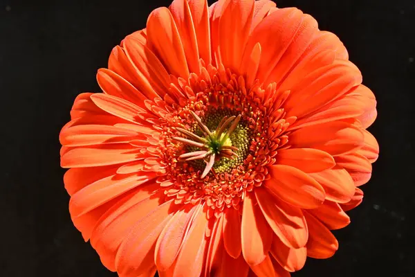 Siyah arkaplanda kırmızı gerbera çiçeği 