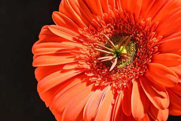 Siyah arkaplanda kırmızı Gerbera çiçeği