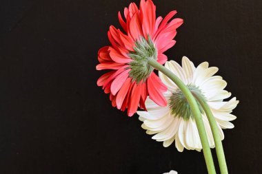 Siyah arkaplanda kırmızı ve beyaz Gerbera çiçekleri