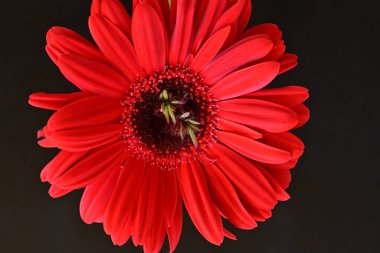 Siyah arkaplanda kırmızı gerbera çiçekleri