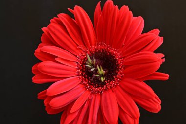 Siyah arkaplanda kırmızı gerbera çiçekleri