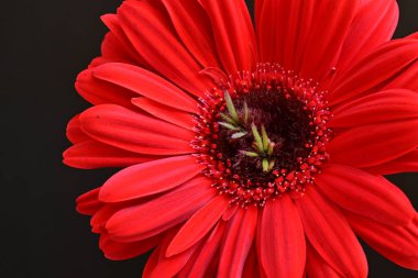 Siyah arkaplanda kırmızı gerbera çiçekleri