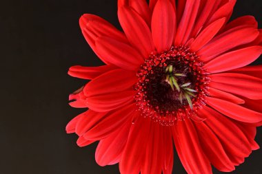 Siyah arkaplanda kırmızı gerbera çiçekleri