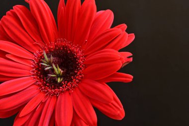 Siyah arkaplanda kırmızı gerbera çiçekleri