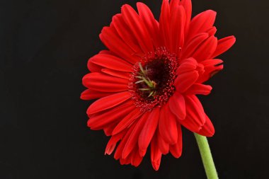 Siyah arkaplanda kırmızı gerbera çiçekleri