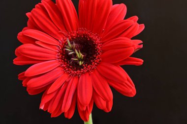 Siyah arkaplanda kırmızı gerbera çiçekleri