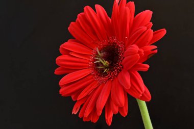 Siyah arkaplanda kırmızı gerbera çiçekleri