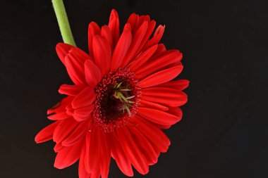 Siyah arkaplanda kırmızı gerbera çiçekleri