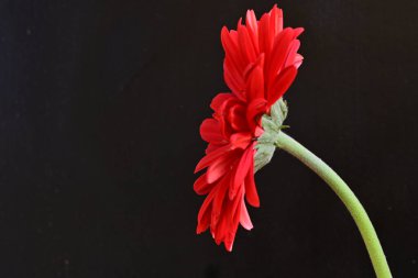 Siyah arkaplanda kırmızı gerbera çiçekleri