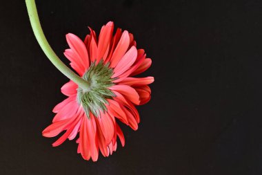 Siyah arkaplanda kırmızı gerbera çiçekleri
