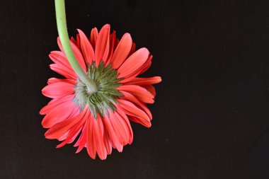 Siyah arkaplanda kırmızı gerbera çiçekleri