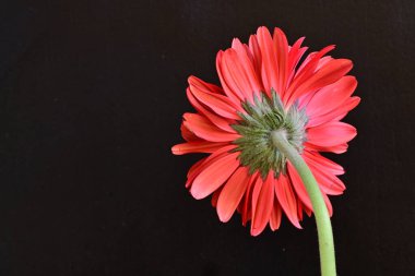 Siyah arkaplanda kırmızı gerbera çiçekleri