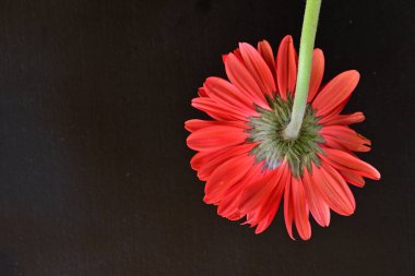 Siyah arkaplanda kırmızı gerbera çiçekleri