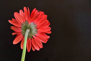 Siyah arkaplanda kırmızı gerbera çiçekleri