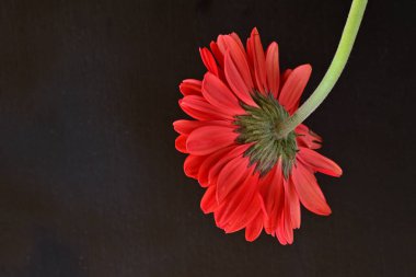 Siyah arkaplanda kırmızı gerbera çiçekleri