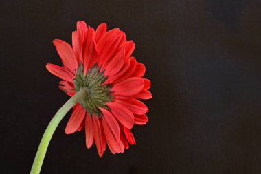 Siyah arkaplanda kırmızı gerbera çiçekleri