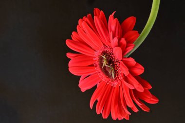 Siyah arkaplanda kırmızı gerbera çiçekleri