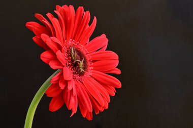 Siyah arkaplanda kırmızı gerbera çiçekleri