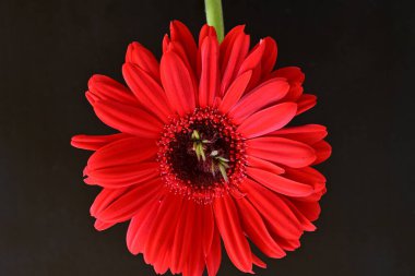 Siyah arkaplanda kırmızı gerbera çiçekleri