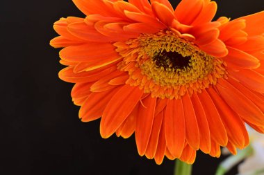 Siyah arkaplanda turuncu gerbera çiçeği