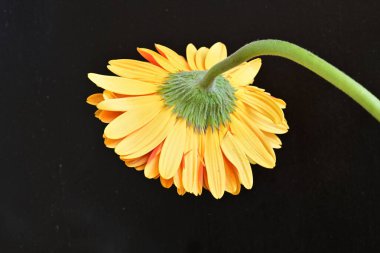 siyah zemin üzerine sarı gerbera çiçek