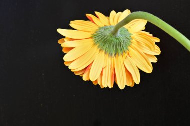 siyah zemin üzerine sarı gerbera çiçek