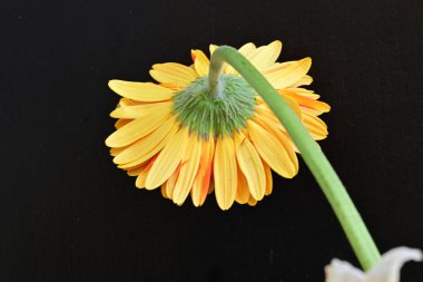 Siyah arkaplanda turuncu gerbera çiçeği