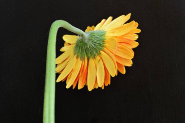 Siyah arkaplanda turuncu gerbera çiçeği