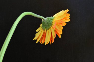 Siyah arkaplanda turuncu gerbera çiçeği
