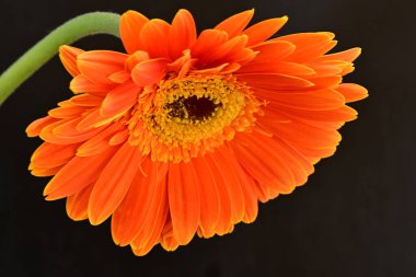 Siyah arkaplanda turuncu gerbera çiçeği